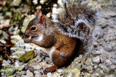 Squirrel on rock