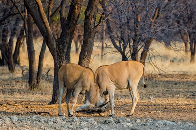 Side view of fighting elands