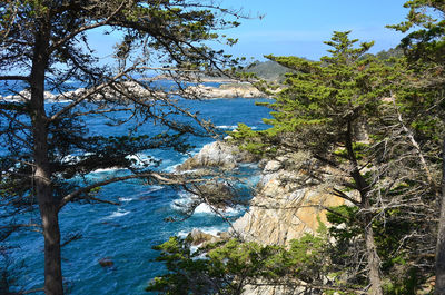 High angle view of trees growing by sea