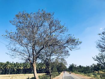 Road amidst trees on field against blue sky