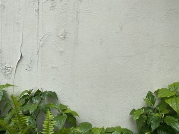 Close-up of fresh green plant against wall