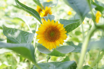 Close-up of yellow flower blooming outdoors