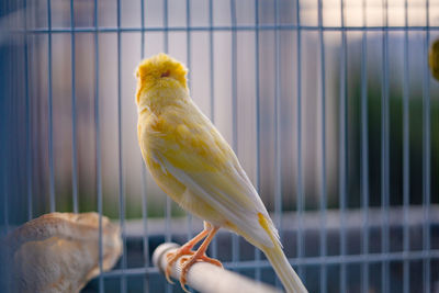 Close-up of parrot perching in cage