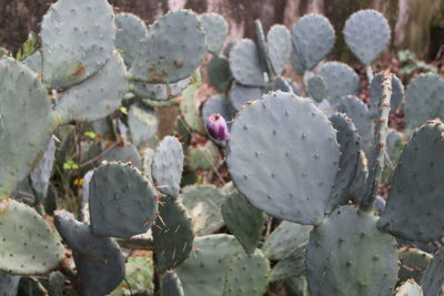 Close-up of purple flowering plants