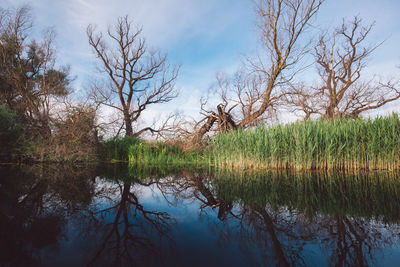 Reflection of trees in lake against sky