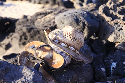 High angle view of shell on rock