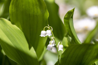 Close-up of lily of the valley flower in spring garden in bulgaria.
