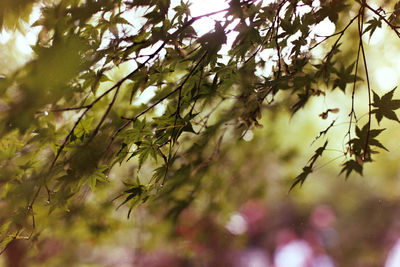 Close-up of tree branch