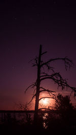 Low angle view of silhouette tree against sky at night