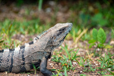 Close-up of iguana on field