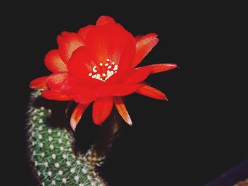 Close-up of flower blooming against black background