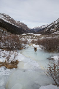 Dog walking on snow covered mountain against sky