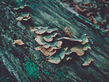 Close-up of mushroom growing on tree trunk