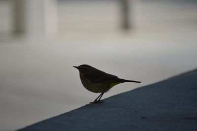 Close-up of bird perching on wall