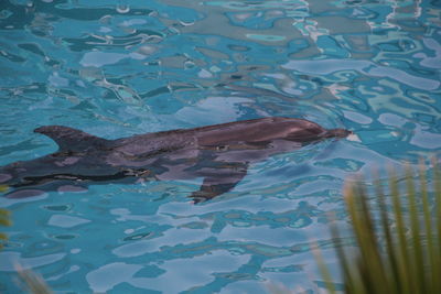 View of fish swimming in pool