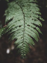 Close-up of fern leaves