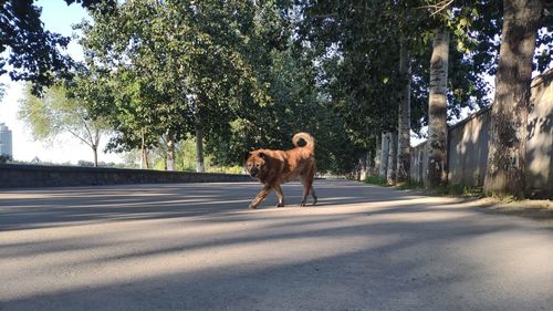 View of a dog standing on road