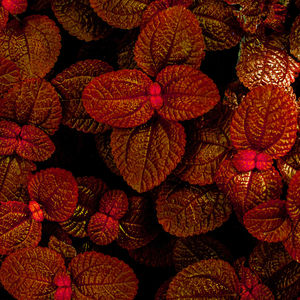 Full frame shot of strawberries