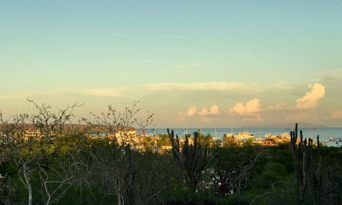 Plants and trees against sky during sunset