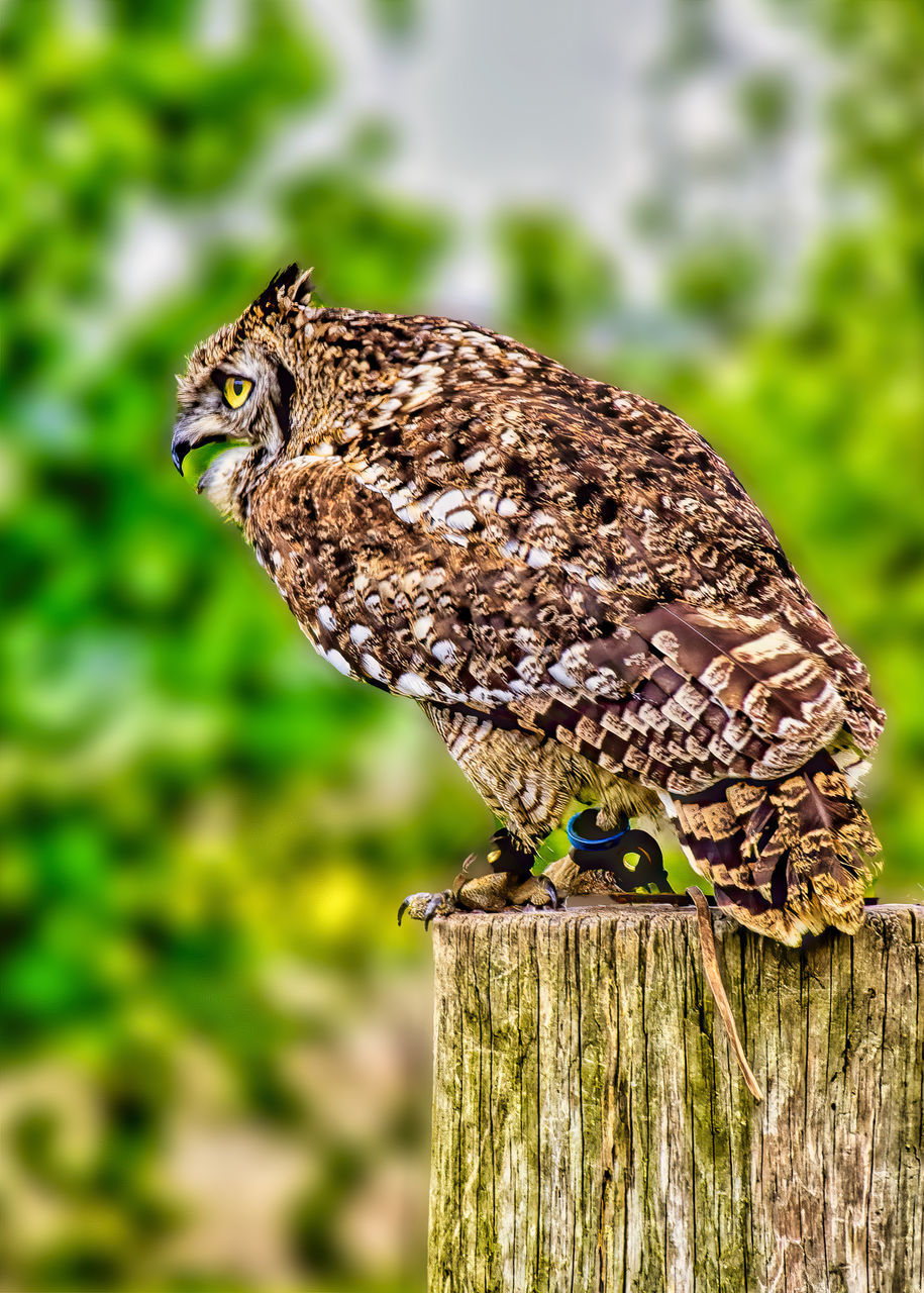 CLOSE-UP OF AN PERCHING ON WOODEN POST