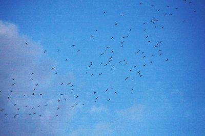 Low angle view of birds flying against clear blue sky