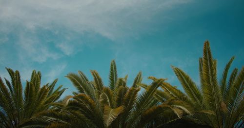 Low angle view of palm tree against sky