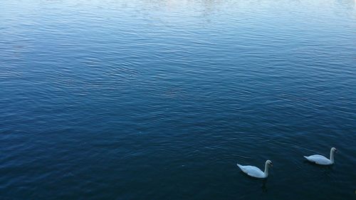 High angle view of swans swimming in lake