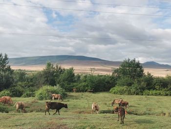 Horses grazing in a field