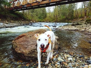 Portrait of dog standing by river