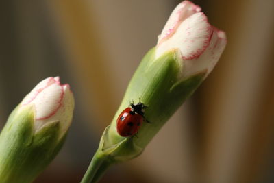 Close-up of ladybug on flower