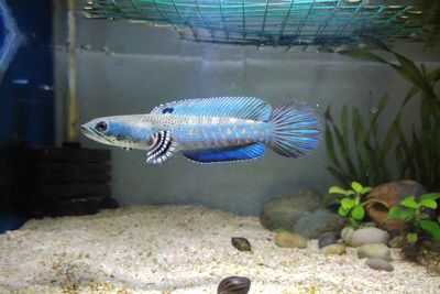 Fish swimming in sea