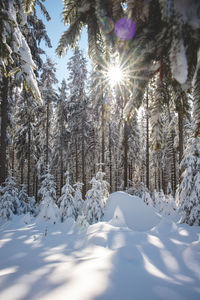 Snow covered field