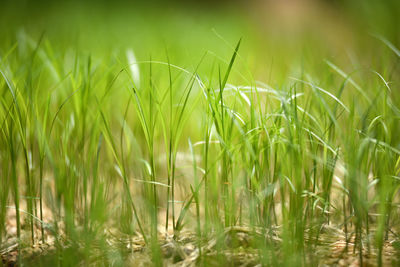 Close-up of fresh green grass in field