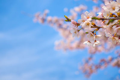 Close-up of cherry blossom against sky