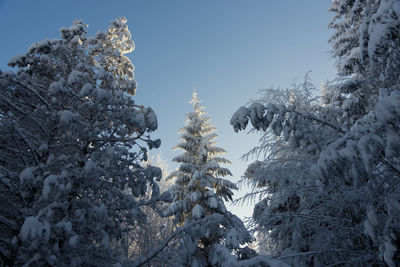 Low angle view of snow covered tree against sky