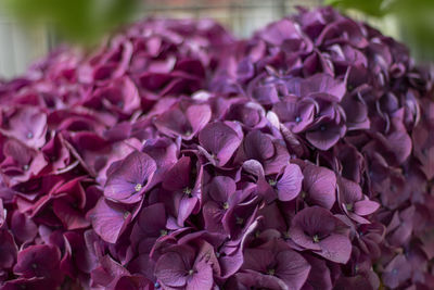 Close-up of purple flowers