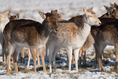 Deer standing on field during winter