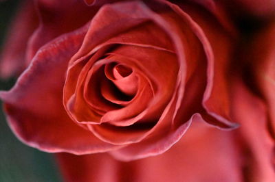 Close-up of red rose