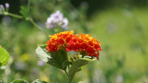 Close-up of orange flowering plant