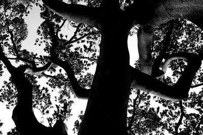 Low angle view of tree against clear sky