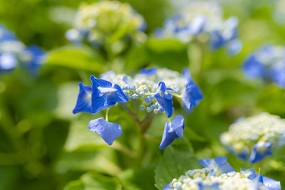 Close-up of blue flowering plant