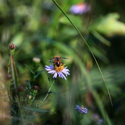 Close-up of bee pollinating on purple flower