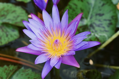 Close-up of purple water lily