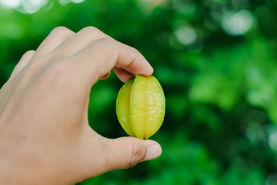 Close-up of hand holding fruit