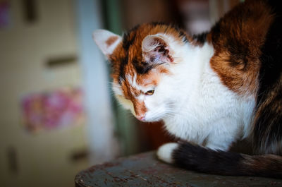 Close-up of a cat looking away