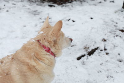 White dog navigating through snowy ground