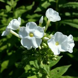 Close-up of white flowers blooming outdoors