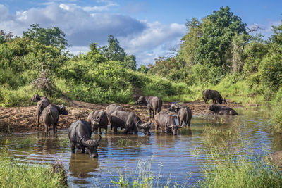 Horses in a lake