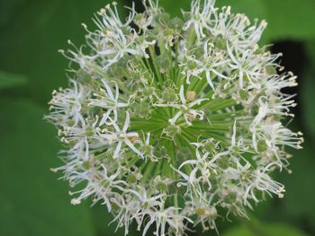 Close-up of white flowers