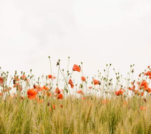 Close-up of flowering plants on field against sky